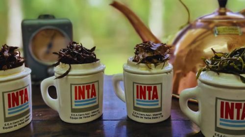 El té argentino obtuvo el sello de indicación geográfica