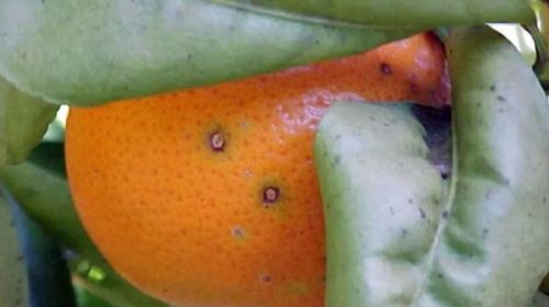 La Unión Europea rechaza naranjas argentinas