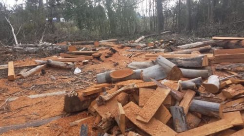 Tala encubierta y supuesto robo millonario de madera