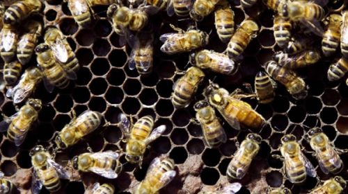Refuerzan controles en apiarios para evitar una plaga que ocasiona graves daños productivos y comerciales