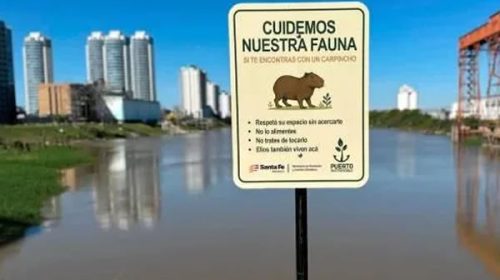 Buscan proteger a los carpinchos del Puerto de Santa Fe con la instalación de cartelería