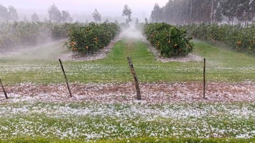 Impresionante granizada en el norte de Entre Ríos afectó quintas citrícolas