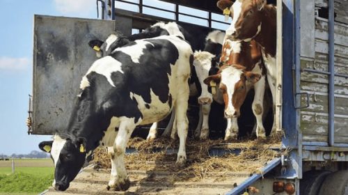 Senasa aprobó un nuevo marco regulatorio para el transporte de animales vivos y productos de origen animal