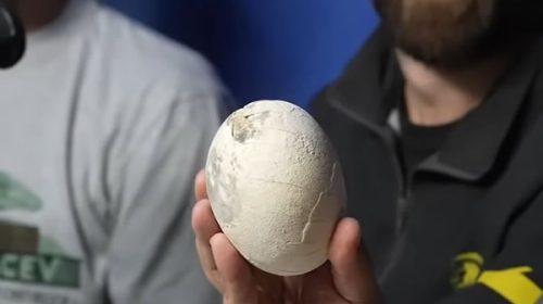 Investigadores del Conicet hallaron un huevo de dinosaurio carnívoro en un estado de preservación casi perfecto