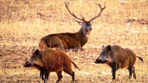 Evaluaron el impacto productivo y sanitario de especies exóticas invasoras en Entre Ríos