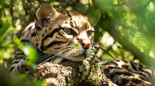 Realizan el mayor relevamiento poblacional del ocelote en la selva misionera