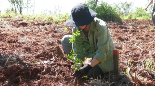 Plantan 100.000 árboles nativos en Misiones para restaurar un ecosistema amenazado