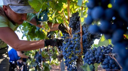 Mendoza: productores de vino afirman que “el mercado de la uva está destruido”