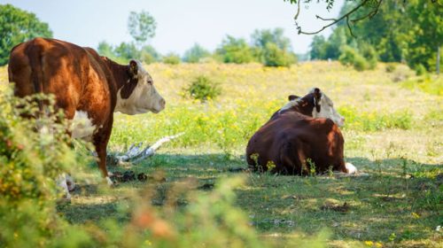 Hay disponibilidad de nuevas líneas de crédito en valor producto para el sector ganadero