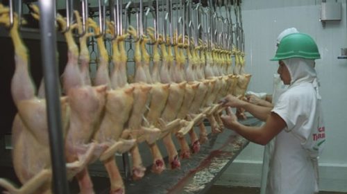 La mayor productora avícola, en crisis