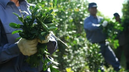 Yerbateros suspenden la zafra de verano en rechazo a la desregulación de Milei Yerbateros suspenden la zafra de verano en rechazo a la desregulación de Milei
