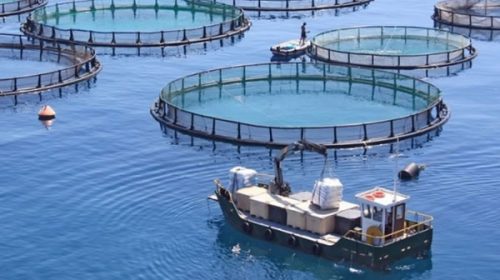 La Legislatura de Tierra del Fuego aprobó la ley de acuicultura sostenible