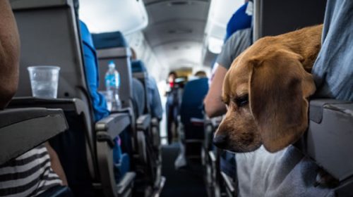 Las mascotas podrán viajar en colectivos de larga distancia: cuáles son los requisitos