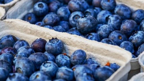 En 2025 Entre Ríos exportó más de 4.200 toneladas de arándanos hacia distintos mercados internacionales