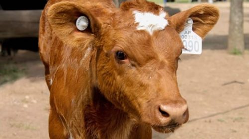 Descontento de FARER por la obligatoriedad de la “Caravana electrónica” del SENASA Descontento de FARER por la obligatoriedad de la “Caravana electrónica” del SENASA