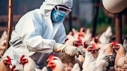 Detectan el segundo caso de gripe aviar en el país y siguen suspendidas las exportaciones