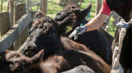 Ruralistas de Entre Ríos insisten en rechazar los cambios en la vacunación contra la aftosa