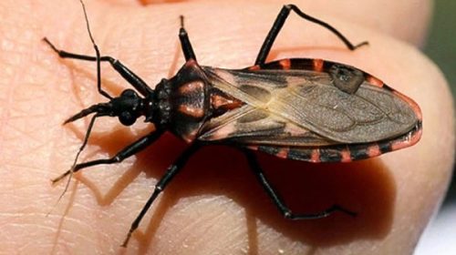 Fortalecen la Vigilancia Intensificada de Chagas congénito