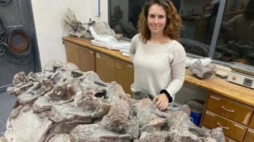 Descubrieron una nueva especie de dinosaurio de cuello largo en Chubut