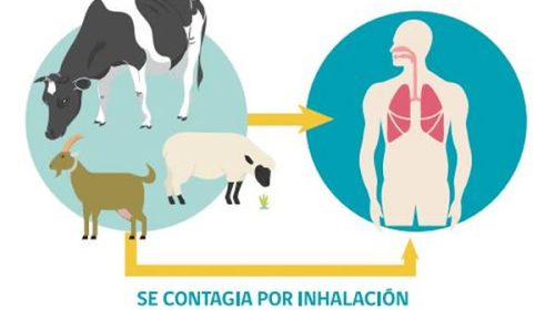Confirmaron cinco casos de Fiebre Q en Entre Ríos