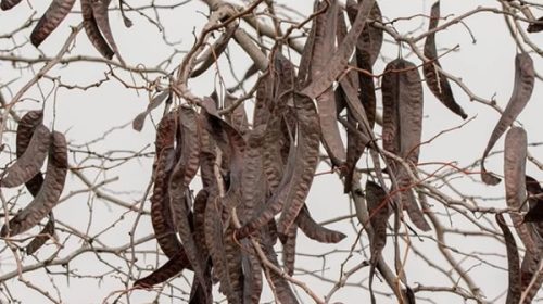 Capacitarán sobre el control y manejo de la acacia negra en Villa del Rosario