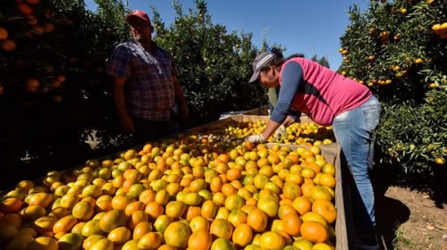 Crisis de citricultores: productor de Entre Ríos advirtió que están vendiendo activos para subsistir