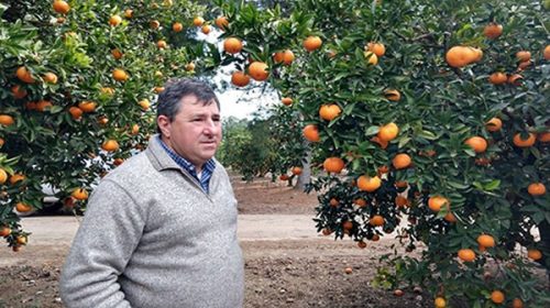 Advierten que el avance del HLB podría devastar la citricultura y generar un «caos social» en la región Advierten que el avance del HLB podría devastar la citricultura y generar un «caos social» en la región