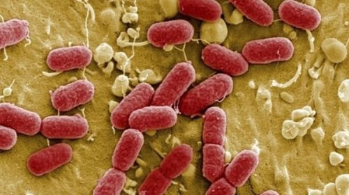 El Síndrome Urémico Hemolítico registra el menor número de casos de los últimos diez años