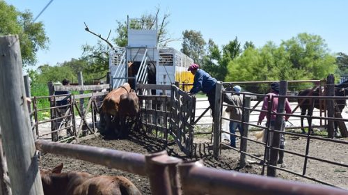 Se aproxima “El Niño” y productores de Entre Ríos ya trasladan sus animales a campos más altos Se aproxima “El Niño” y productores de Entre Ríos ya trasladan sus animales a campos más altos