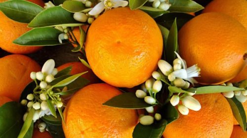 México aparece como posible nuevo destino para la naranja argentina