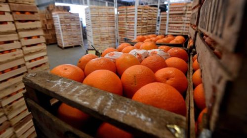 El citrus sigue en rojo con una caída del 38% en el valor de las exportaciones El citrus sigue en rojo con una caída del 38% en el valor de las exportaciones
