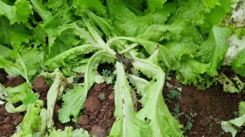 El Niño golpeó a las chacras misioneras y el Ministerio del Agro realiza un relevamiento para gestionar asistencia nacional El Niño golpeó a las chacras misioneras y el Ministerio del Agro realiza un relevamiento para gestionar asistencia nacional